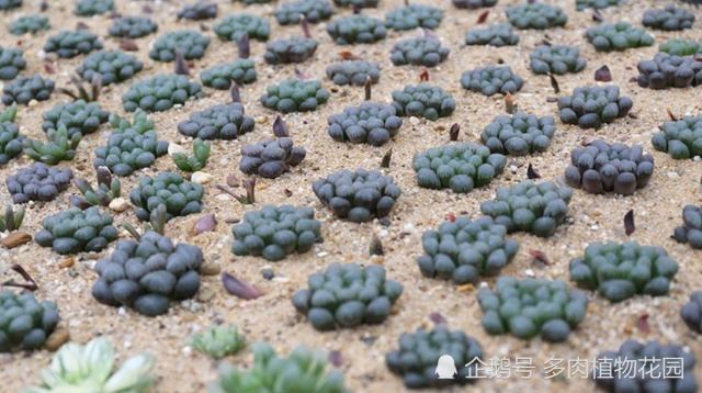 玉露这样养护 可以让它晶莹剔透