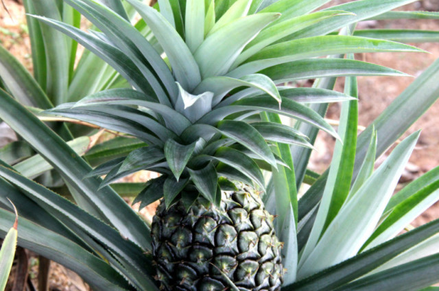 菠萝叶加沸水泡20分钟,没想到这么厉害,再也不担心胃疼腹泻了