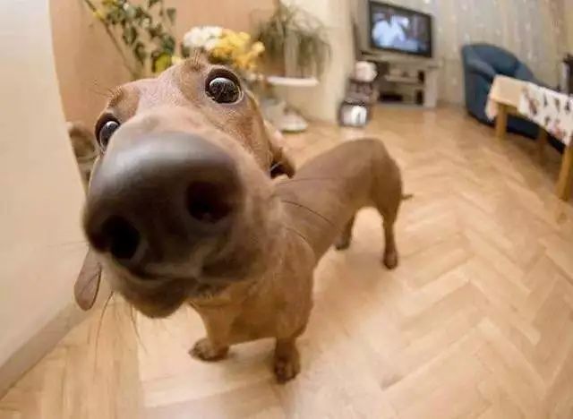 犬猫鼻子干,是得病了吗?