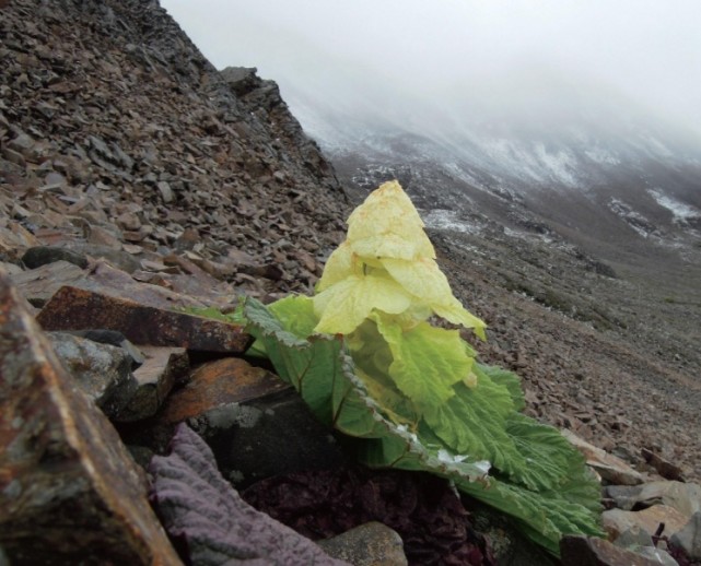生长在川藏线上的野生"大白菜",极有可能因为好奇而赔偿