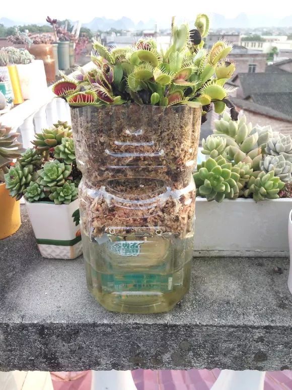 塑料瓶做"自吸花盆",养绿萝吊兰不花1分钱,浇水都省了!_腾讯新闻