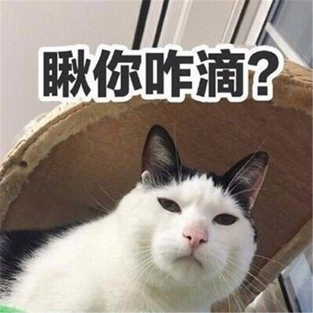 可爱萌宠猫咪表情包 抱住圆滚滚的自己