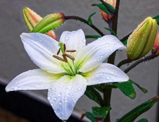 百合 花不艳 吃点 染色剂 花朵亮 花量大 花开四季不败