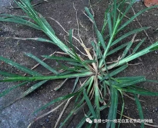 50多种农村野花野草 乡下长大的伙伴们 看看你都认识吗