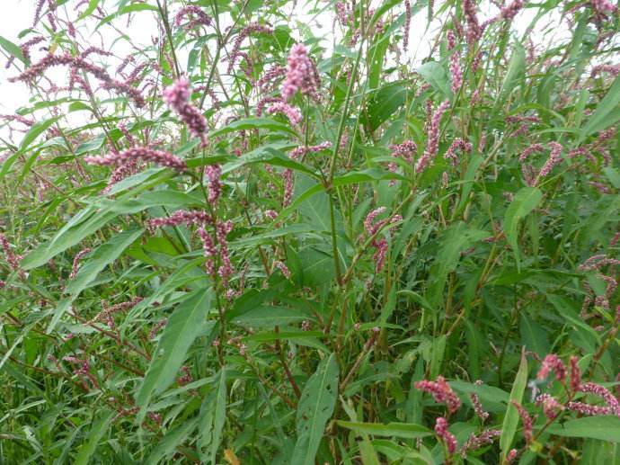 酸模,减肥,野菜,叶蓼,斑点,味道