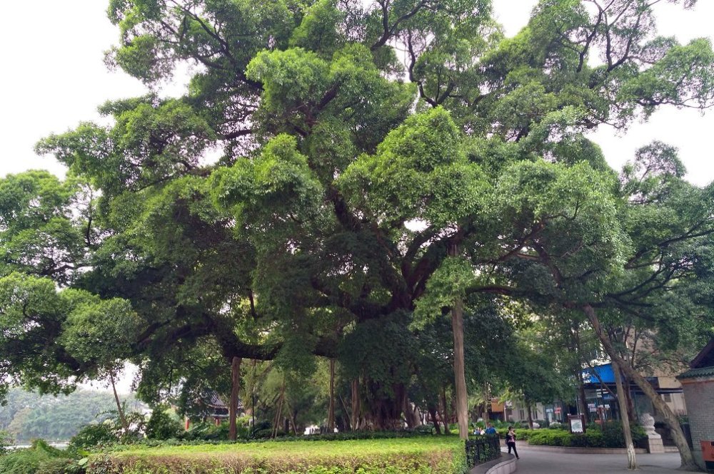桂林古南门前的大榕树年纪到底多大?最新鉴定