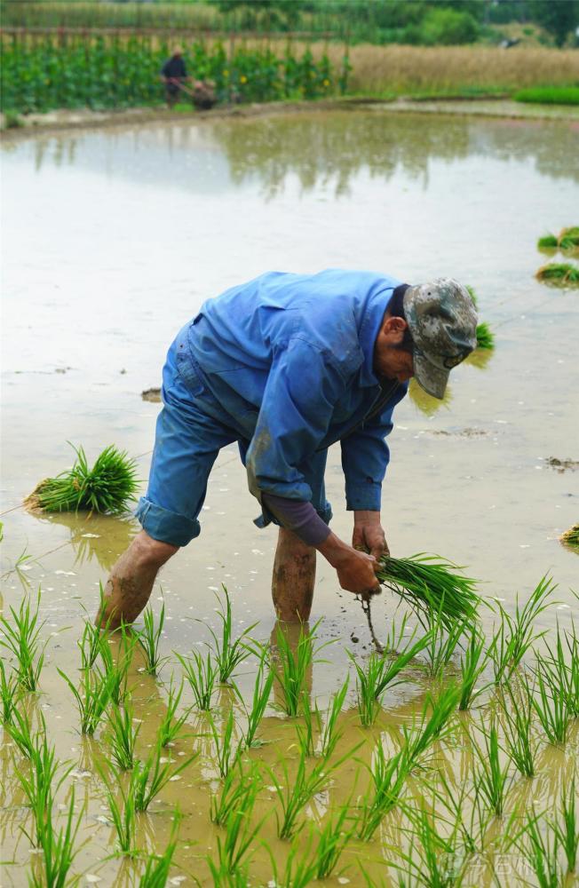 立夏郴州农民田间地头忙插秧