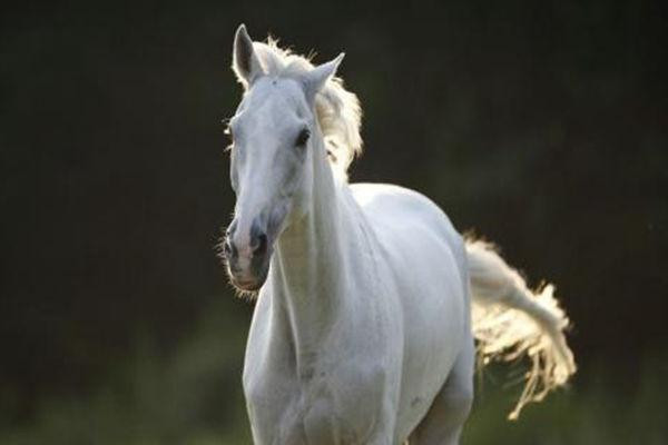 86年版西游记,拍摄白龙马,为何要用黑马来代替,只因这个原因