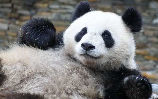 亚成年大熊猫图片