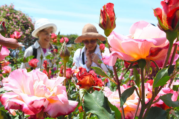 广岛市植物园850种玫瑰花竞相绽放即将进入最佳观赏季