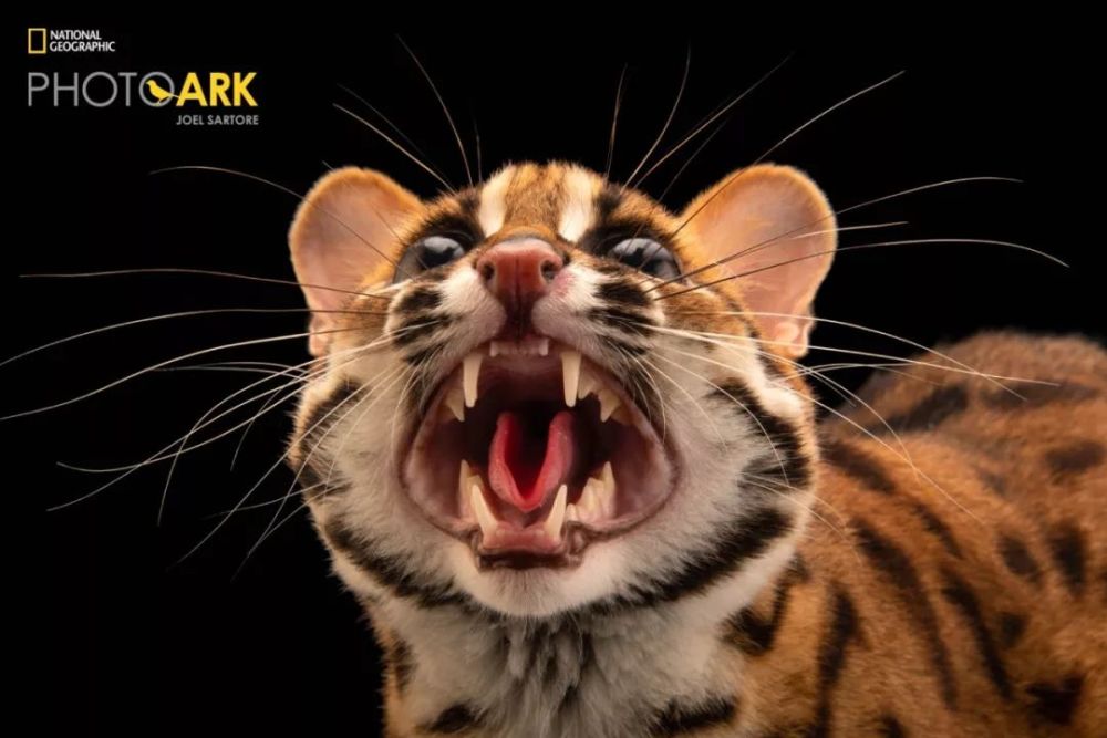 猫咪|猫咪一年能残杀多少只小动物？