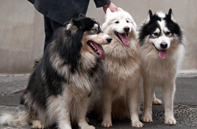 当雪橇三傻聚首会发生什么?网友:你可能没经历过现实的"毒打"