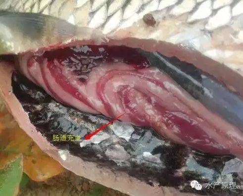 称"肠炎"型,这种类型一般在大小草鱼种中都可见到.