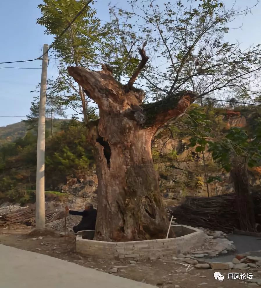 丹凤惊现10棵古树,最长的800年历史