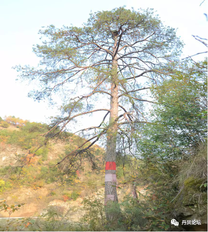 丹凤惊现10棵古树,最长的800年历史