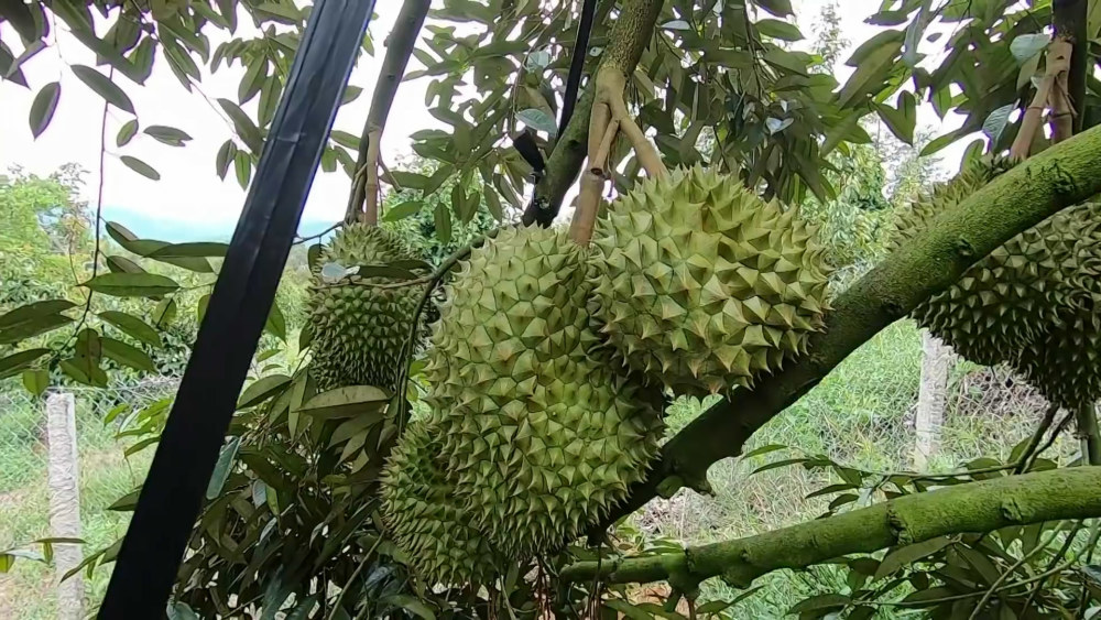 生活在越南太幸福,家家都種榴蓮樹,幹活餓了就摘榴