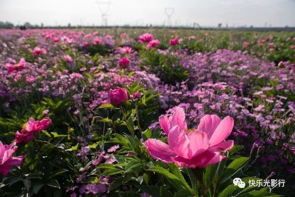 兴平八里村图片