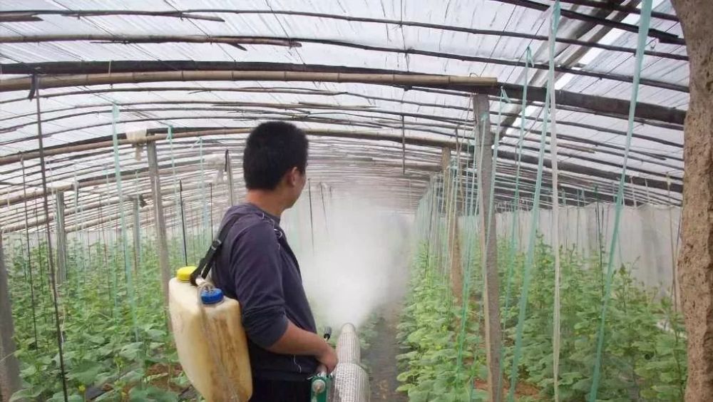 植保常用农药使用注意事项高手打药都是这样做的大棚西瓜病虫害全程