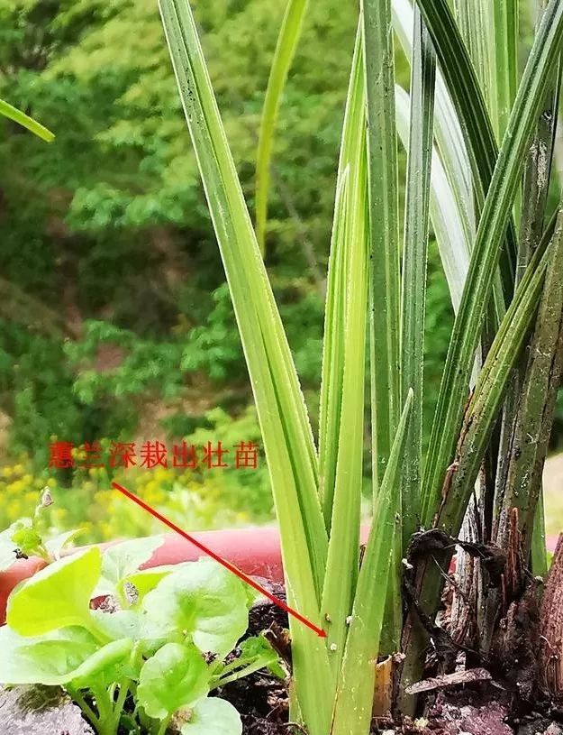 盆栽兰花深浅有区别吗?种植春兰可以参考