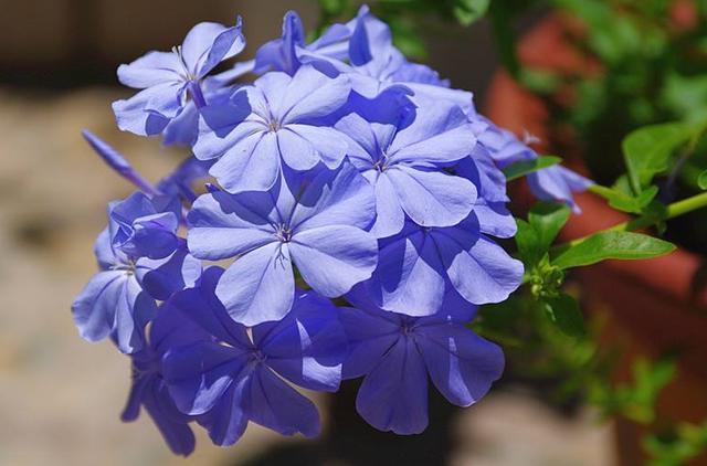 超好养的蓝雪花,花期养护注意几点,花朵能连开