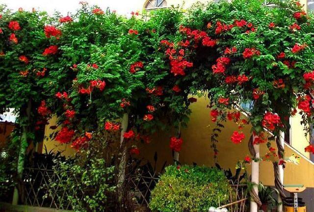 原产于俄罗斯的俄罗斯凌霄花,开花独特高贵优雅,耐寒易活,新手亦可