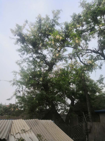 正是槐花飘香时,今年青岛闫家山的槐花无人采