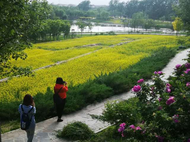 北京玉泉山下的郊野公园 油菜花开成海 人少还免费