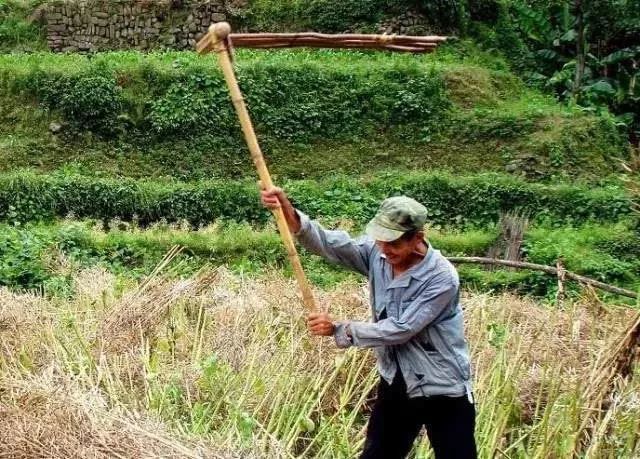 油菜割完後 需晾曬4-5天待菜籽曬乾後 就可以開始將籽打出來了 選個