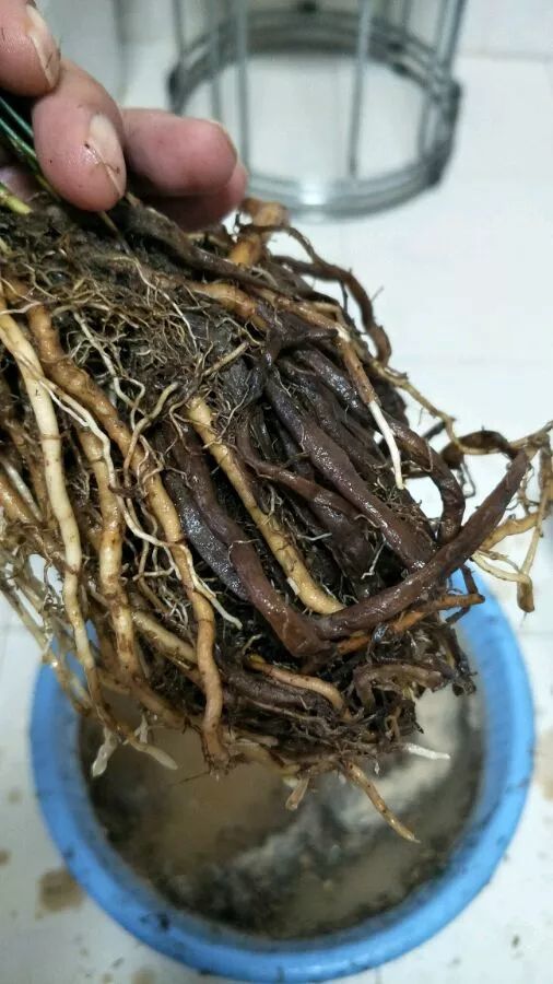 文竹烂根,剪一刀丢水里,1个月后又爆盆,小笋芽直冒!