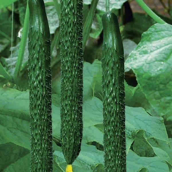 黄瓜,维生素,菠菜,老中医