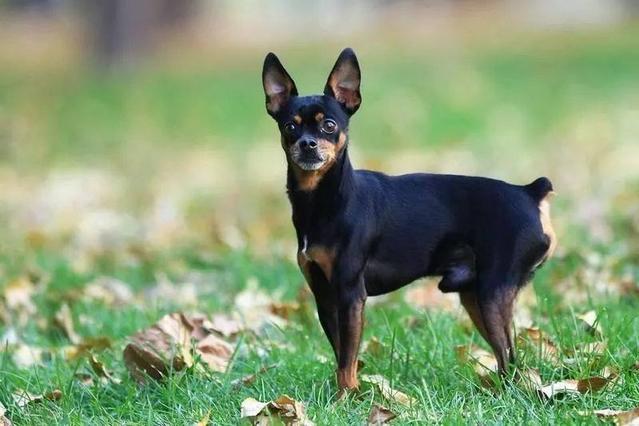 世界上十大最忠诚的狗 秋田犬仅排第六 第一简直实至名归 苏格兰牧羊犬 秋田犬 狗狗 松狮犬 罗威纳犬 拉布拉多寻回犬 德国黑背 金毛犬 德国牧羊犬 日本