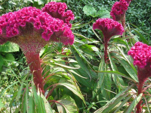 常用这种野花泡水喝,喝完痔疮就会好_腾讯网