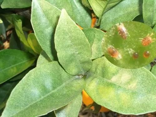 5%阿维菌素2000倍 乙螨唑2000倍 高氯1000倍 呋虫胺2000倍5%阿维菌素