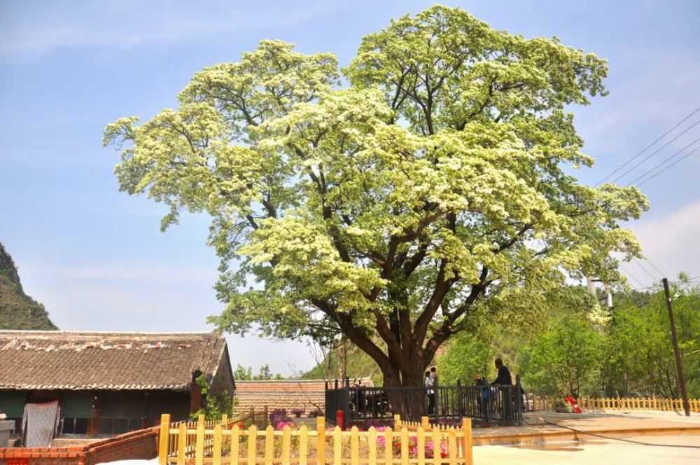 密云百年流苏花开,古树迎八方游客,新城子最美时刻已经到来