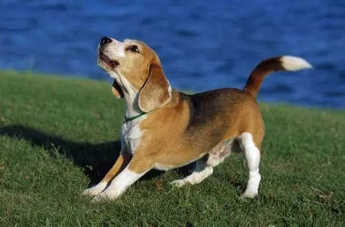 腾讯内容开放平台