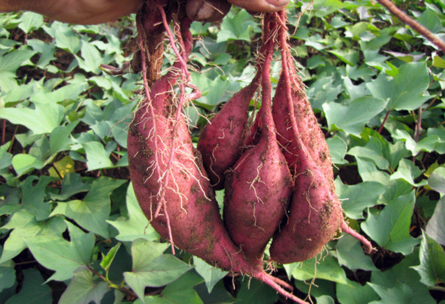 种出的地瓜香甜卖高价,开始当老师了