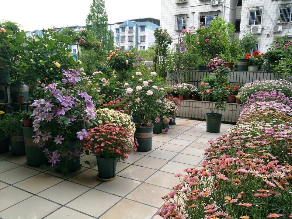 5月养花,选择这4种,阳台变成小花园,个个