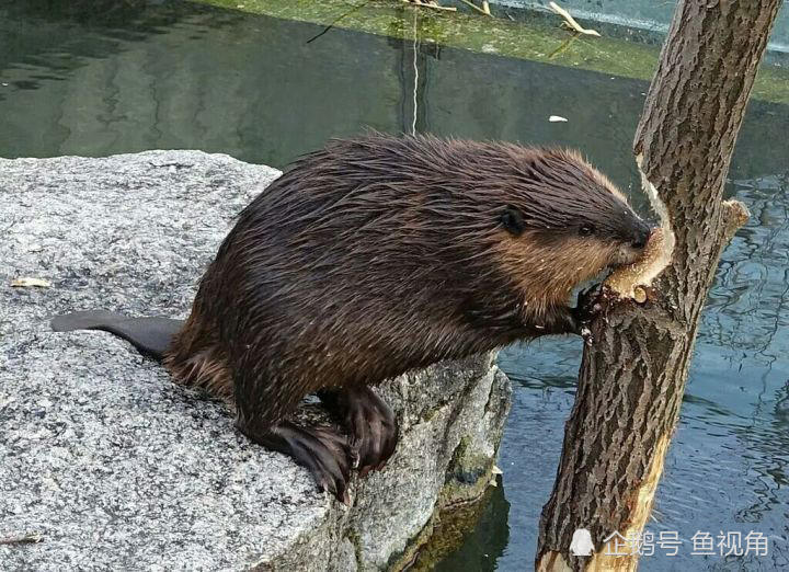 北美万年前的巨河狸,体型堪比黑熊,但它们不吃树皮,不伐木!