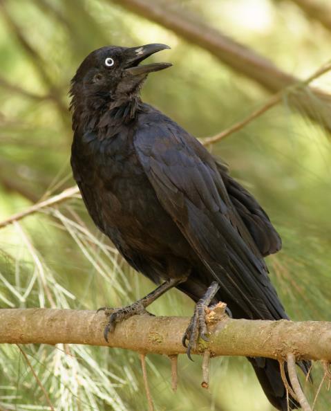 乌鸦被认为是"不祥之鸟",其实我们都误会它了,在日本还是神鸟呢