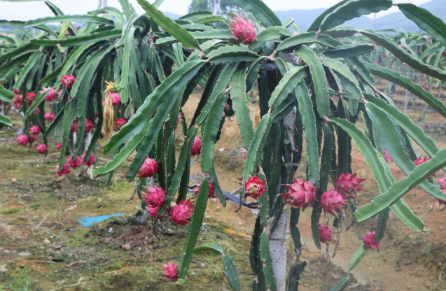 水果是怎么生长的 火龙果像盆栽 菠萝像杂草 木瓜让人意外