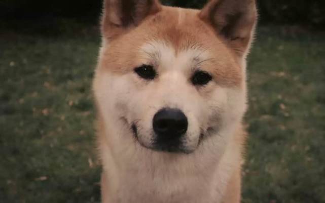 日本秋田犬面临灭绝 你知道秋田犬为何成为日本 国犬 吗 日本 灭绝 上野英三郎 佐多六 犬种 秋田犬