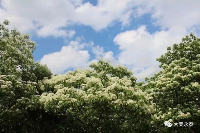 枝上树下皆似雪四月桐花五月白 永泰赏花又 腾讯网