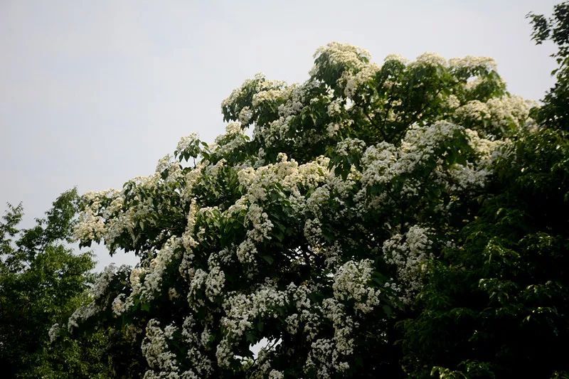视界|耒阳狮子岭公园,下起"五月雪"!