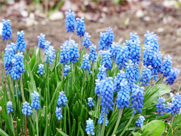 5月末吉星偏爱 财气东来 贵人襄助迎横财 财运富贵花开的生肖 腾讯网