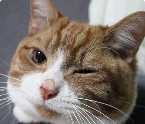猫咪wink眨眼示爱,今天你的猫咪对你眨眼睛了吗?