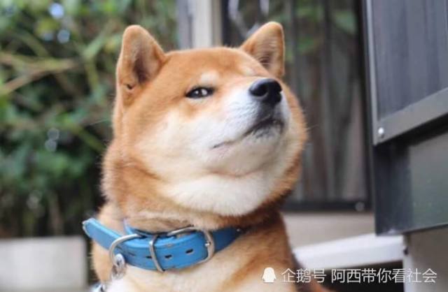 秋田犬那么萌 我还是养柴犬吧 秋田犬 柴犬长得像我 怪我咯