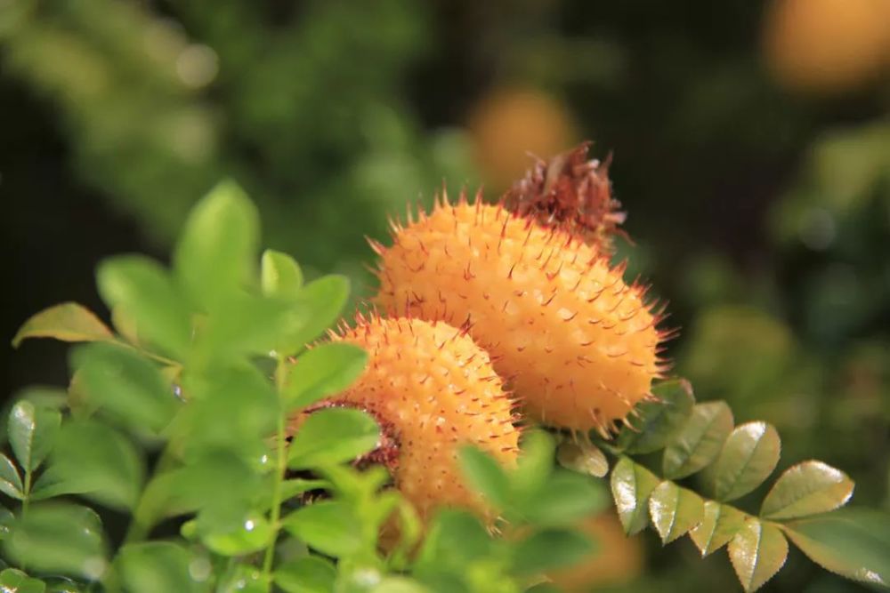 你知道乐业有哪些特产吗