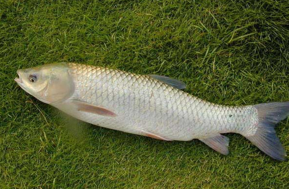 青鱼和草鱼有什么区别 为何农村养草鱼的多 而少有人养殖青鱼 农村 螃蟹 青鱼 草鱼