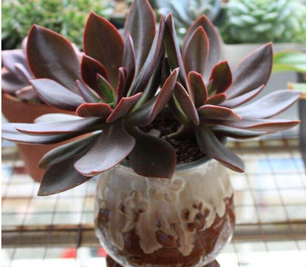 多肉花筏如何养护更绚烂？教你3个小技巧，花筏好养又好看_腾讯网