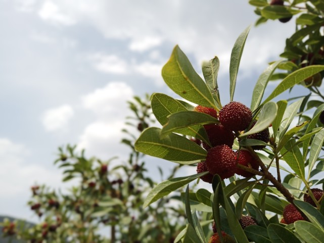 四川攀枝花高山杨梅